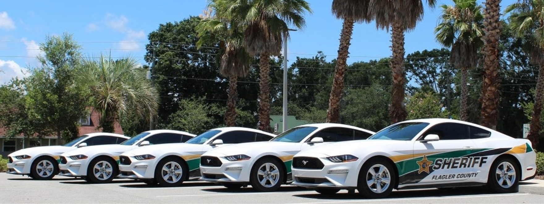 Traffic Mustangs
