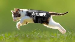 FCSO Unveils Deputy Whiskers